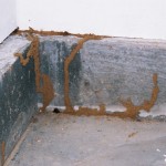 Identify Sources of Termites and Protect Your Home