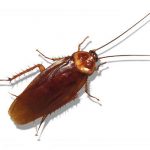 Pest Control, Termite Protection & Lawn Care Services | Massey Services