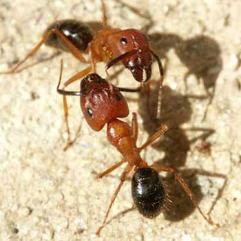 Florida Carpenter Ant - Massey Services