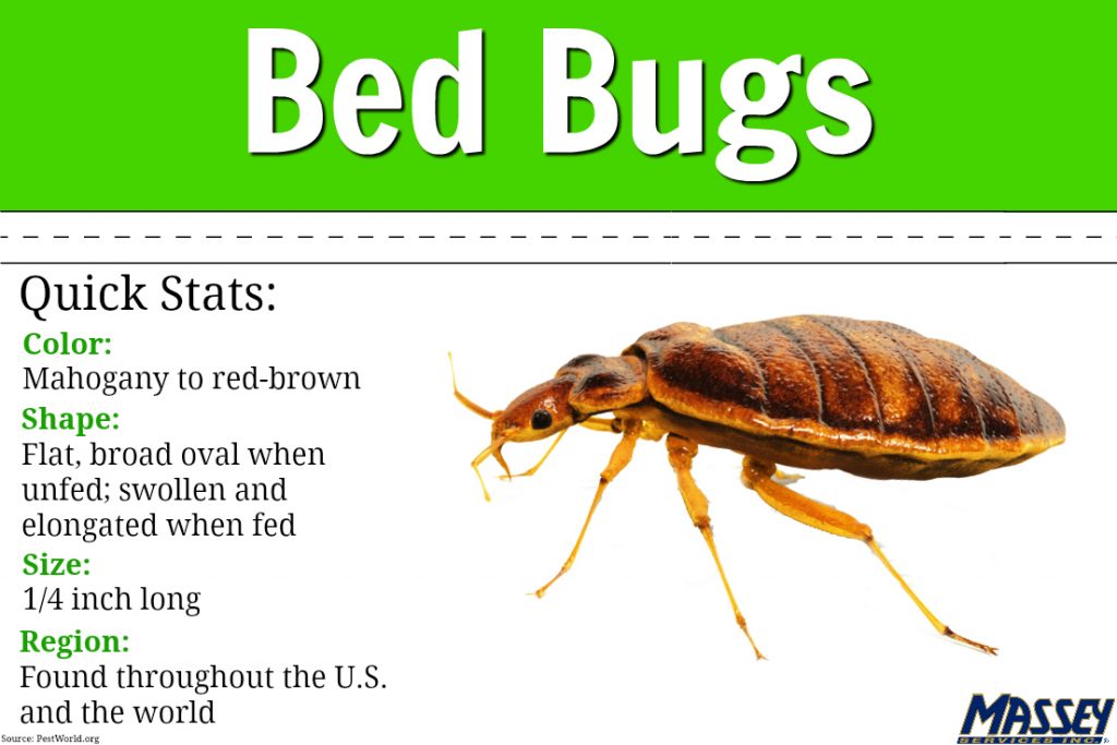 Its Bed Bug Awareness Week Massey Services Inc 5084