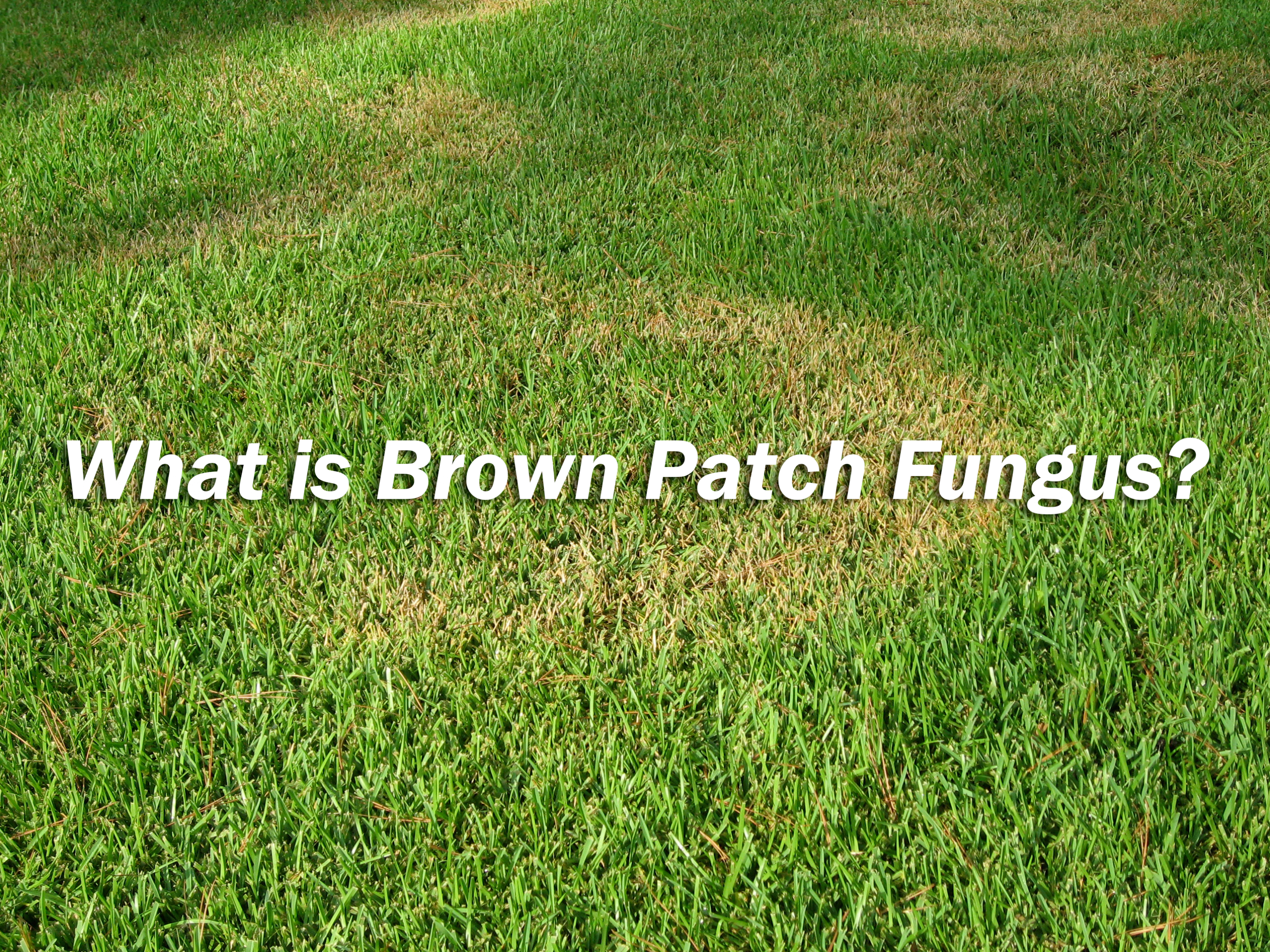 brown lawn