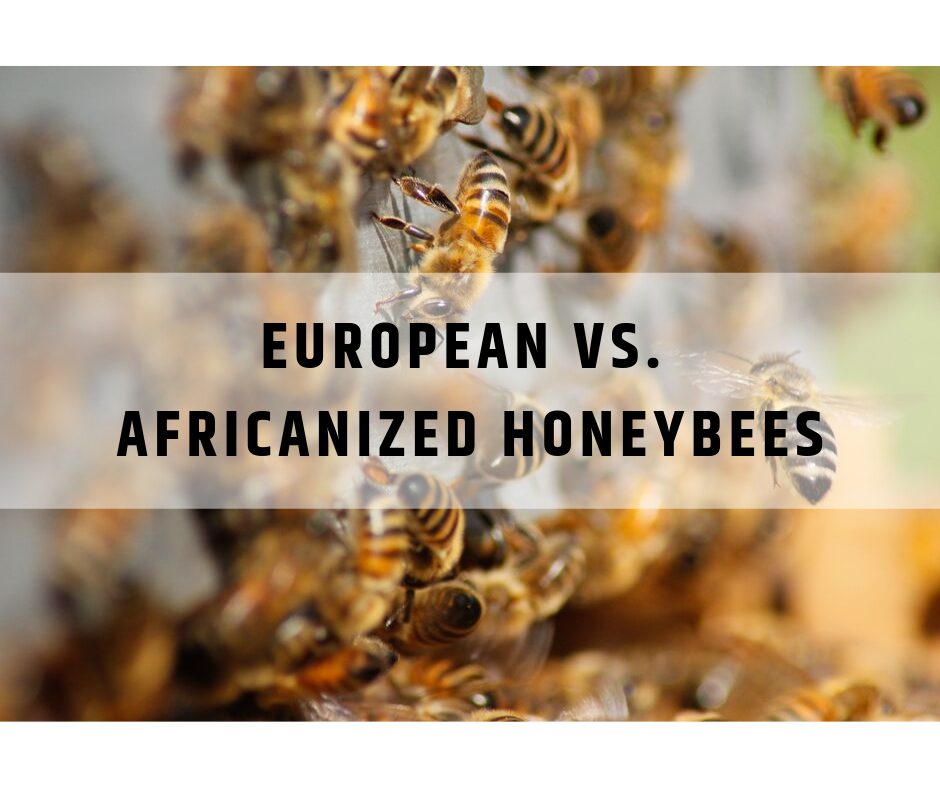 European vs. African Honey Bees Massey Services, Inc.