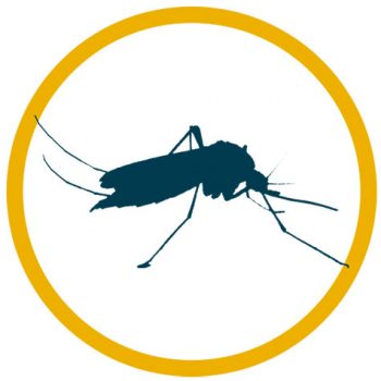 Pest Control, Termite Protection & Lawn Care Services | Massey Services