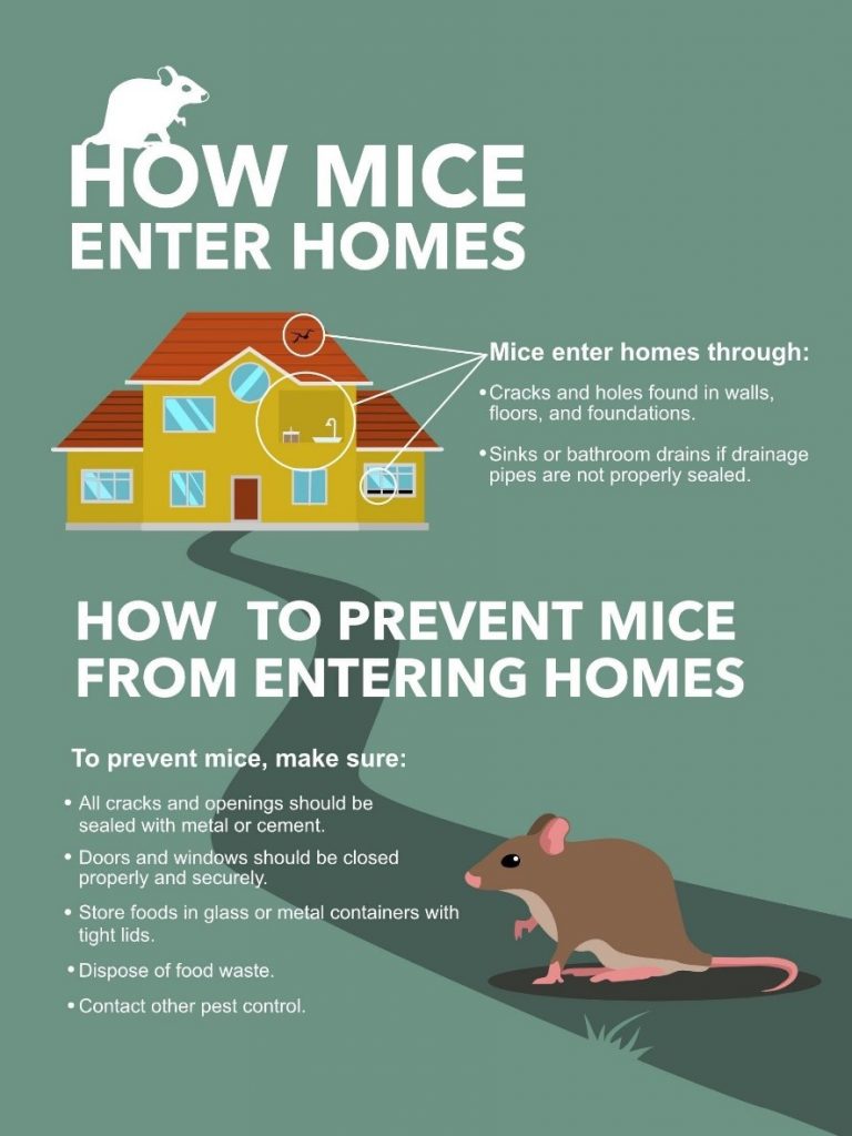 What's The Best Way To Get Rid Of Mice In My House In Peoria?